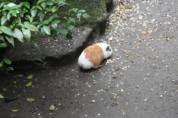 Poster - The guinea pig or domestic guinea pig (Cavia porcellus), also known as the cavy or domestic cavy (/ˈkeɪvi/ KAY-vee), is a species of rodent belonging to the genus Cavia in the family Caviidae. 天竺鼠