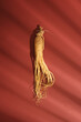 © Tuan  Nguyen  - Top view of a fresh ginseng root displayed on red background with shadow of window. Advertisement scenes for traditional Chinese medicines. Ginseng is an herb that is rich in antioxidants