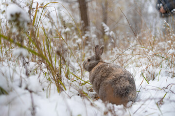 Wall Mural - Rabbit in the snow. Easter bunny in the winter forest.