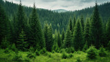 Fototapeta Fototapeta las, drzewa - Spruce evergreen forest