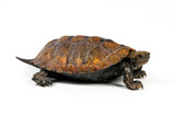 Japanische Sumpfschildkröte // Japanese pond turtle (Mauremys japonica)