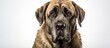 In an English Mastiff portrait, the cute, old dog with its impressive canine teeth captures people's attention, its white fur standing out against the isolated white background. With a serene look