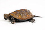 Japanese pond turtle // Japanische Sumpfschildkröte (Mauremys japonica)