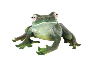 Wall Mural - zhangixalus dulitensis female closeup on isolated background, jade tree frog closeup , indonesian tr
