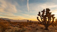 Panoramic Day To Milky Way Time Lapse With A Joshua Tree In The Foreground