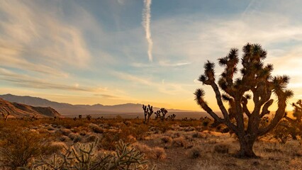 Wall Mural - Panoramic day to Milky Way time lapse with a Joshua tree in the foreground