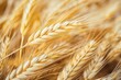 Closeup View Of Elite Barley For Food Production