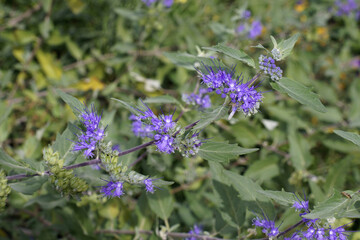 Canvas Print - branch uf a plant of bluebeard, flowers and leaves