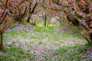 Poster - Full Bloom Cherry Blossom at Ninnaji  Temple in Kyoto Japan 