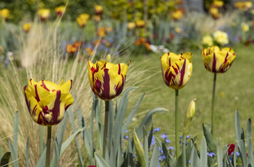 Wall Mural - Tulipes rouge et jaune dans un parc fleuri