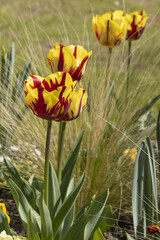 Wall Mural - Tulipes rouge et jaune dans un parc fleuri