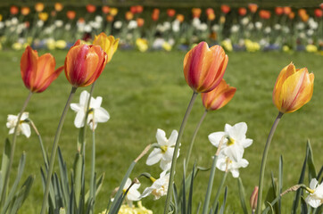 Poster - Massif de tulipes orangées et narcisses blancs