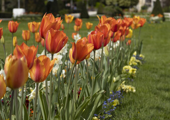 Wall Mural - Massif de tulipes orangées et narcisses blancs