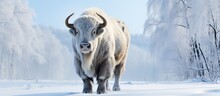 In The European Park, Amidst The Winter Snow And Frost-covered Trees, A Majestic White Bison Traversed The Forest, Its Hair Blending With The Pristine Landscape. As A Magnificent Mammal Of The