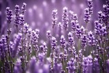 Fototapeta Lawenda - lavender flowers in the garden