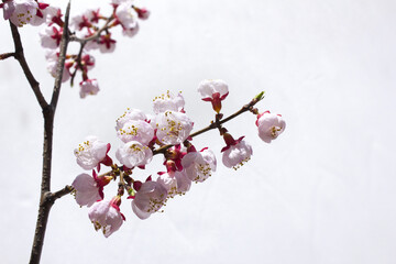 Canvas Print - Blooming cherry blossom branches isolated white background.