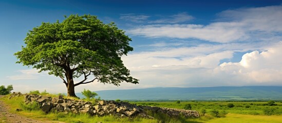 Poster - As the traveler gazed at the vast expanse of the sky overhead, their eyes were captivated by the untouched beauty of nature; a majestic tree stood tall amidst the picturesque landscape, its branches