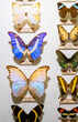 Collection of pinned specimens of moths and butterfliesfrom countries around the world, labeled.