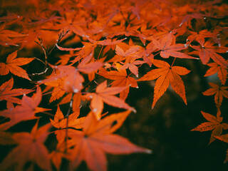 Wall Mural - beautiful view of red maple leaves in autumn, nature or outdoor, high resolution over 50mp