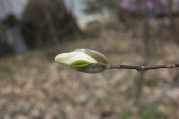 Canvas Print - Close up Magnolia flower buds.