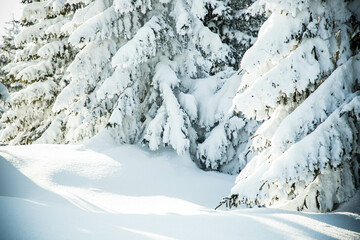 Wall Mural - beautiful winter landscape with snowy fir trees