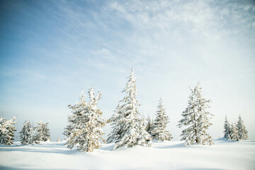 Sticker - beautiful winter landscape with snowy fir trees