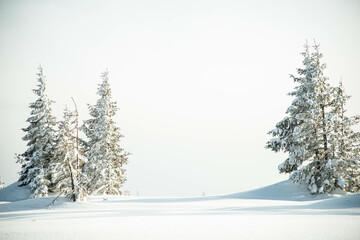 Sticker - beautiful winter landscape with snowy fir trees