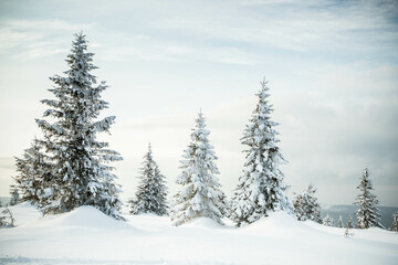 Sticker - beautiful winter landscape with snowy fir trees