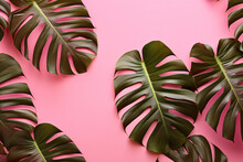 Plant Leaves On Pink Background