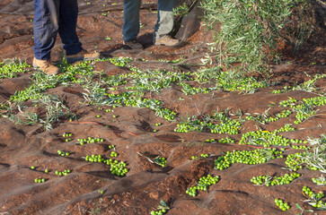 Two laborers picking olives