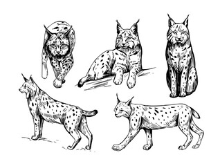 Wall Mural - lynx, set of realistic illustrations, hand drawn vector sketches