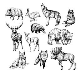 forest animals. set of realistic vector illustrations. hand drawn sketches. fox, wolf, elk, bear, ba