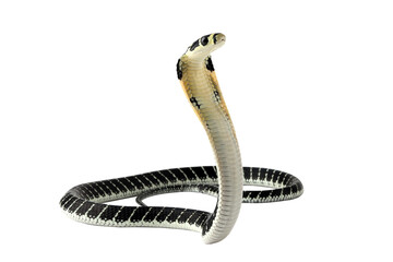 Wall Mural - baby king cobra on isolated background, king cobra snake 