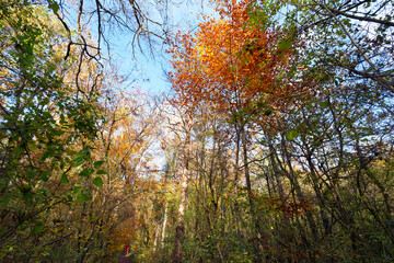 Poster - Country path in Buthiers forest. French Gatinais Regional Nature Park