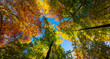 Treetop panorama of beech (fagus)  trees in a german forest in Menden Sauerland on a bright autumn day with colorful orange-yellow-green foliage, seen from below in frog perspective with wide angle.