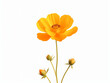 yellow flower isolated on white background, in the style of orange created with Generative Ai