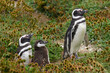 Magellan Pinguin, Speniscus magellanicus,   Seno Otway, Chile