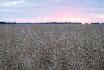 Poster - Warm late sunset over the field of dry rape plant. Summer landscape in a rural place, calm atmosphere, agricultural concept