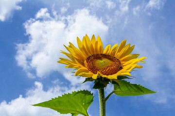 Yellow sunflowers bloom against a blue sky background