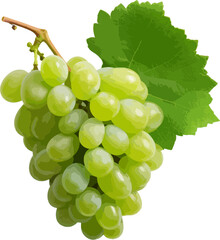 Wall Mural - Grapes with leaves clip art