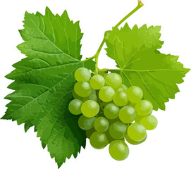 Wall Mural - Grapes with leaves clip art