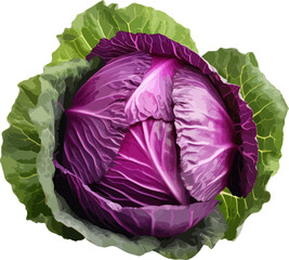 Wall Mural - Red cabbage clip art