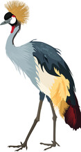 Grey Crowned Crane Also Known As African Crowned Crane, Golden Crested Crane, Golden-crowned Crane, East African Crane, East African Crowned Crane, African Crane, Eastern Crowned Crane. Illustration.