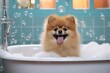 A happy dog takes a bath with foam and soap bubbles in pet grooming salon. Caring for the charming redhead pomeranian spitz . Generative AI.