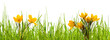 abstract springtime meadow with yellow crocus flowers and green blades of grass isolated on transparent background for texture overlay decoration
