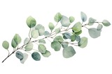 Fototapeta  - Eucalyptus branch with green leaves. Watercolor illustration, Watercolor green floral card with silver dollar eucalyptus leaves and branches isolated on white background, AI Generated