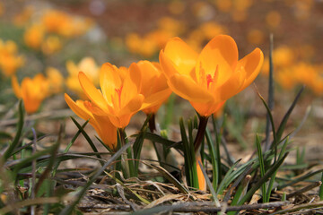 Poster - The first yellow crocuses in the spring garden