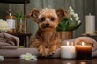 Dog grooming. Cute pet relaxing in spa wellness . Dog among the spa care items and plants. Funny concept grooming, washing and caring for animals