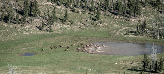 Wall Mural - Herd Of Elk Run Out From A Tarn Toward The Hillside