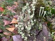 Kuriose Pilze und Pflanzen mit Moos an einem alten Baum im Wald im Herbst